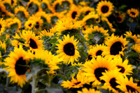 Pretty as a Picture- Images for Sale